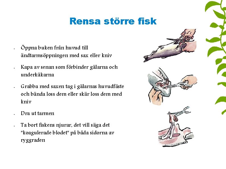 Rensa större fisk • • • Öppna buken från huvud till ändtarmsöppningen med sax