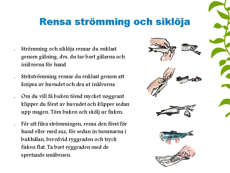 Rensa strömming och siklöja • • Strömming och siklöja rensar du enklast genom gälning,