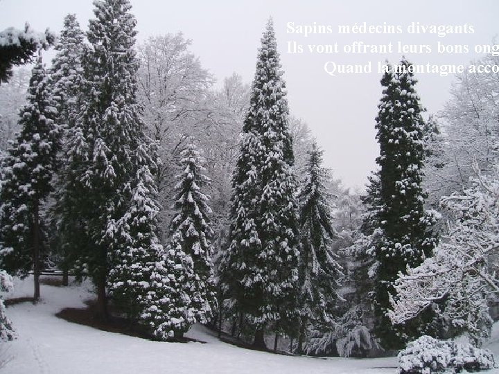 Sapins médecins divagants Ils vont offrant leurs bons ong Quand la montagne acco 