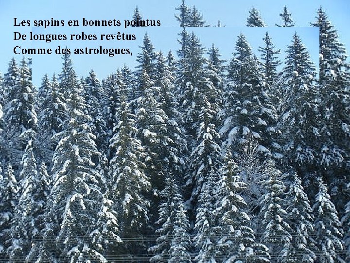 Les sapins en bonnets pointus De longues robes revêtus Comme des astrologues, 