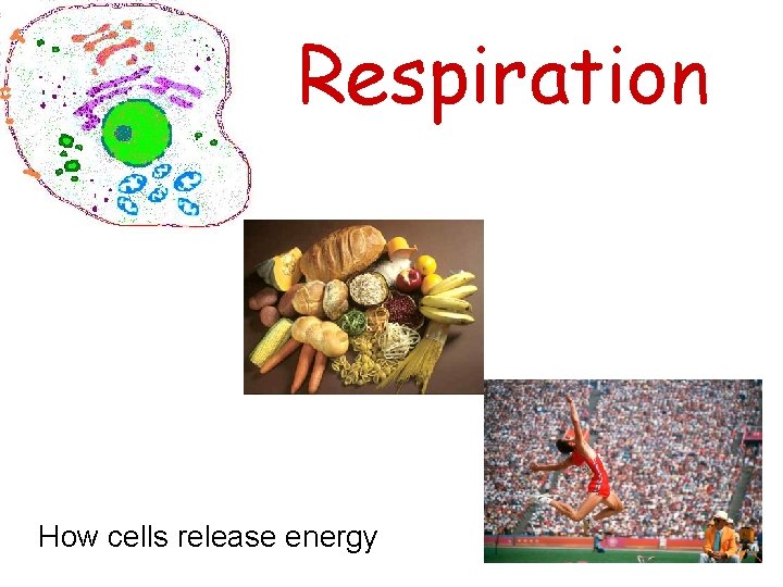 Respiration How cells release energy 