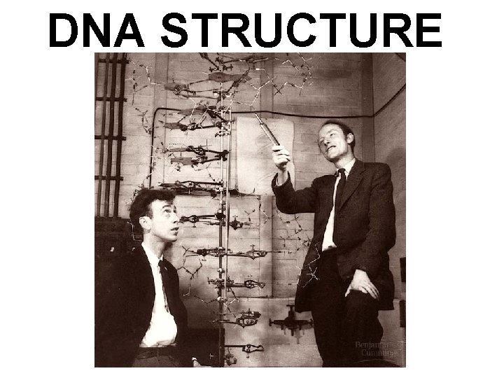 DNA STRUCTURE 