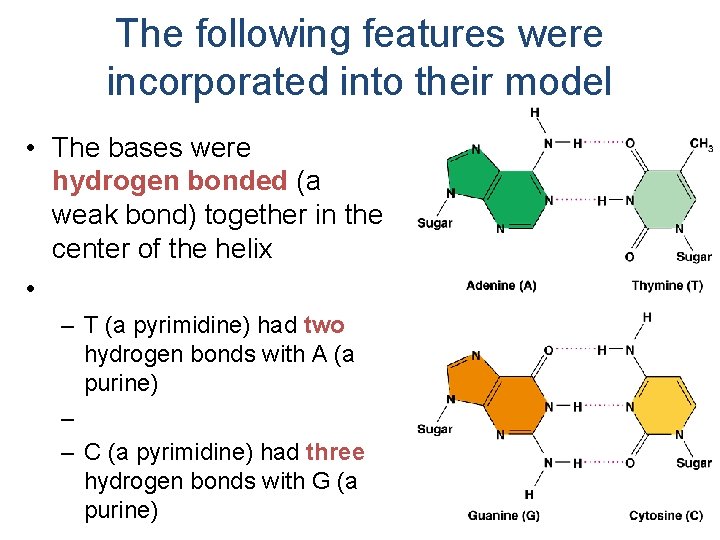 The following features were incorporated into their model • The bases were hydrogen bonded
