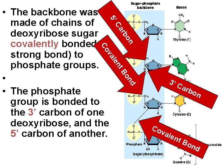 5’ • The backbone was made of chains of deoxyribose sugar covalently bonded (a