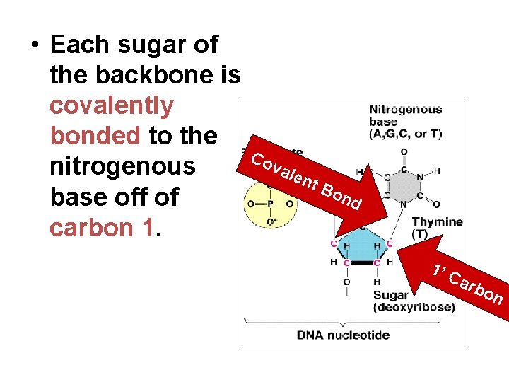  • Each sugar of the backbone is covalently bonded to the nitrogenous base