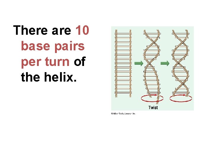 There are 10 base pairs per turn of the helix. 