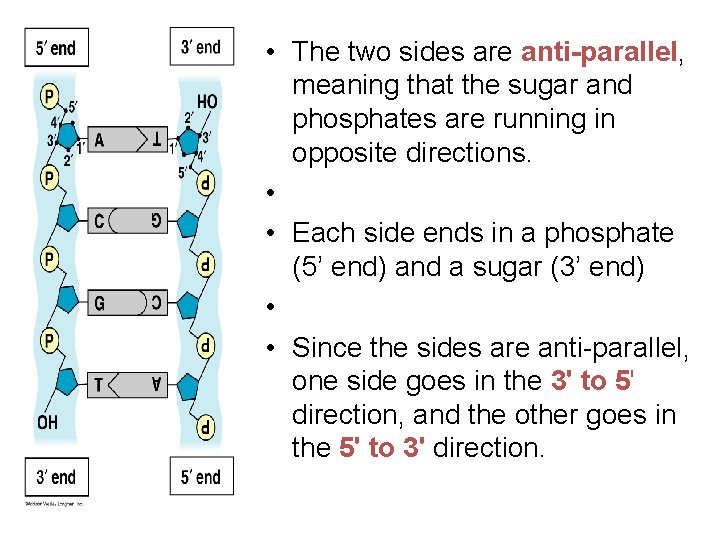  • The two sides are anti-parallel, meaning that the sugar and phosphates are