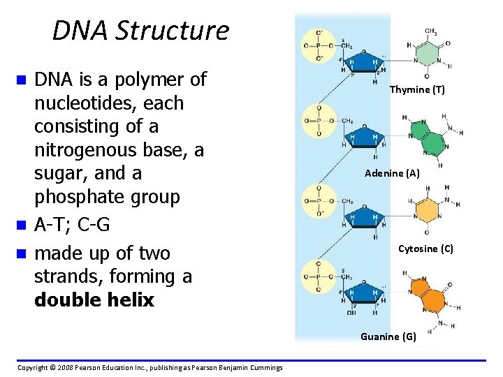 DNA Structure DNA is a polymer of nucleotides, each consisting of a nitrogenous base,