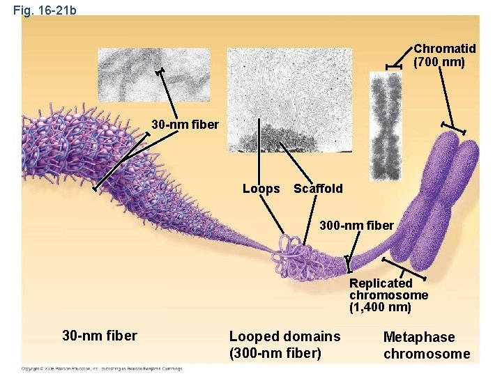 Fig. 16 -21 b Chromatid (700 nm) 30 -nm fiber Loops Scaffold 300 -nm