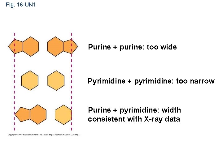 Fig. 16 -UN 1 Purine + purine: too wide Pyrimidine + pyrimidine: too narrow