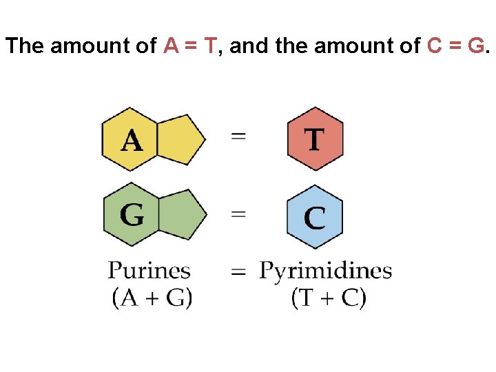 The amount of A = T, and the amount of C = G. 