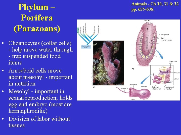 Phylum – Porifera (Parazoans) • Choanocytes (collar cells) - help move water through -