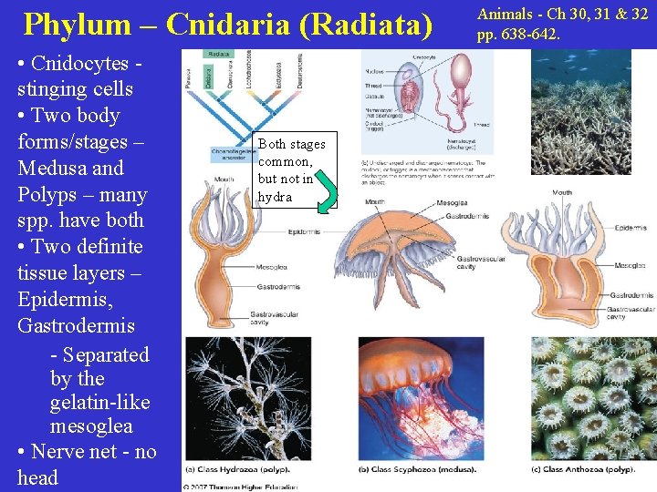 Phylum – Cnidaria (Radiata) • Cnidocytes stinging cells • Two body forms/stages – Medusa