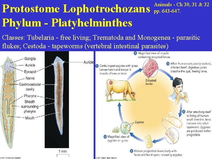 Protostome Lophotrochozans Phylum - Platyhelminthes Animals - Ch 30, 31 & 32 pp. 643