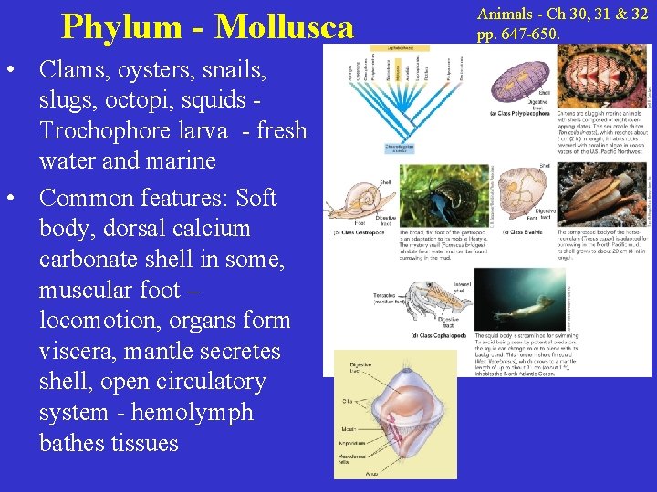 Phylum - Mollusca • Clams, oysters, snails, slugs, octopi, squids Trochophore larva - fresh