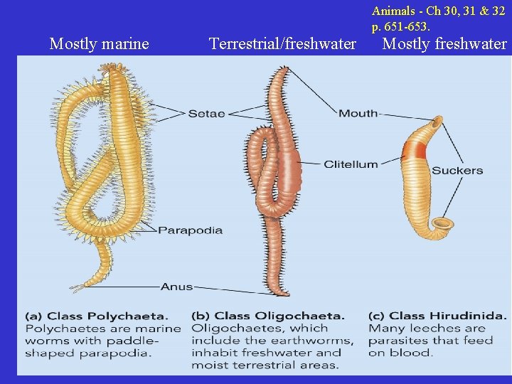 Animals - Ch 30, 31 & 32 p. 651 -653. Mostly marine Terrestrial/freshwater Mostly