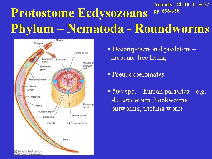 Animals - Ch 30, 31 & 32 pp. 656 -658. Protostome Ecdysozoans Phylum –