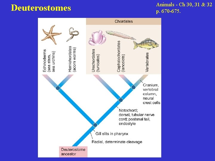 Deuterostomes Animals - Ch 30, 31 & 32 p. 670 -675. 