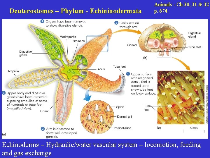 Deuterostomes – Phylum - Echininodermata Animals - Ch 30, 31 & 32 p. 674.