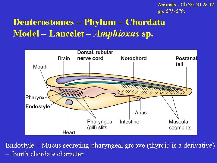 Animals - Ch 30, 31 & 32 pp. 675 -678. Deuterostomes – Phylum –