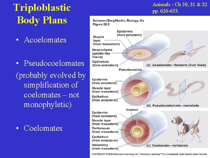 Triploblastic Body Plans • Acoelomates • Pseudocoelomates (probably evolved by simplification of coelomates –