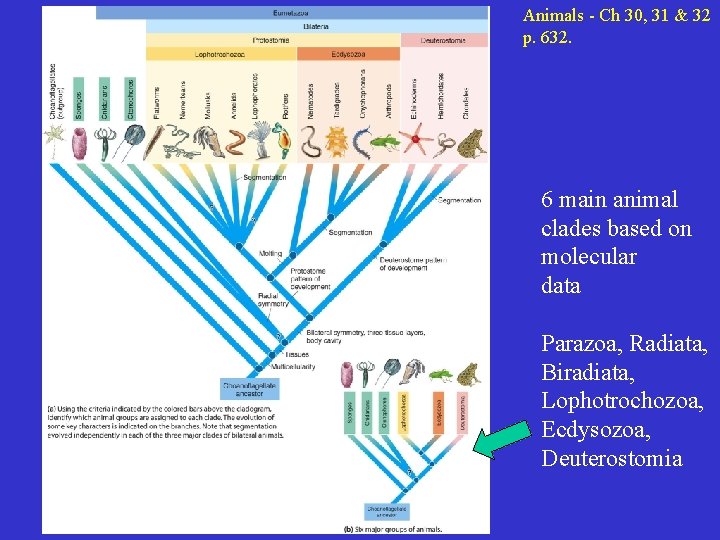 Animals - Ch 30, 31 & 32 p. 632. 6 main animal clades based