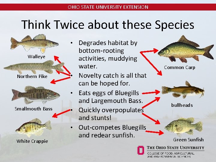 OHIO STATE UNIVERSITY EXTENSION Think Twice about these Species • Walleye Northern Pike •