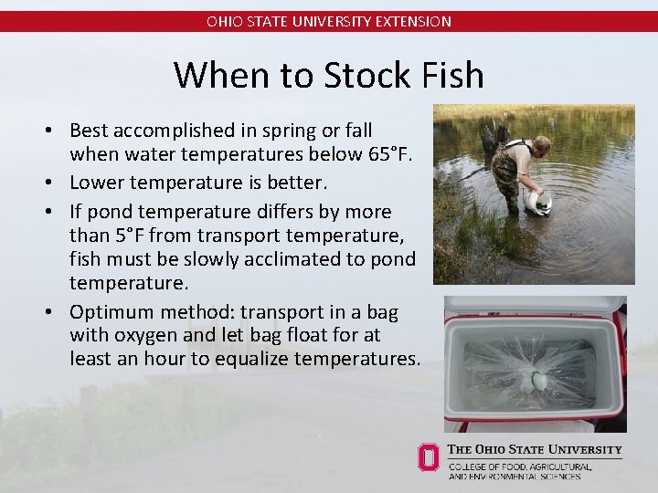 OHIO STATE UNIVERSITY EXTENSION When to Stock Fish • Best accomplished in spring or