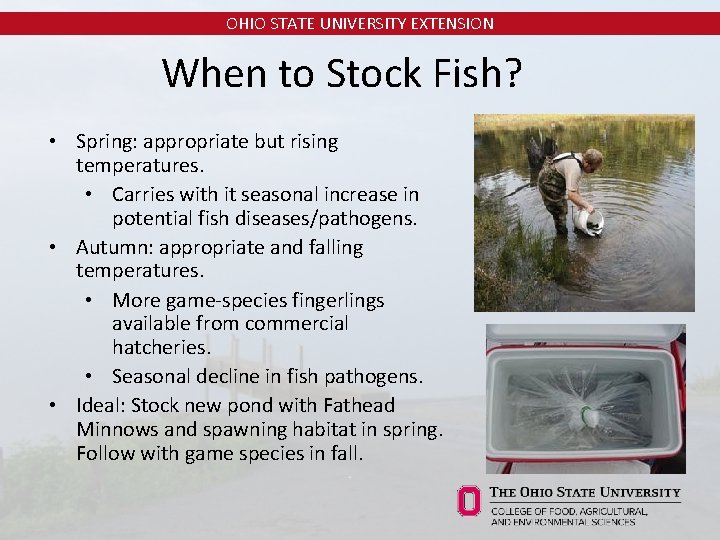 OHIO STATE UNIVERSITY EXTENSION When to Stock Fish? • Spring: appropriate but rising temperatures.