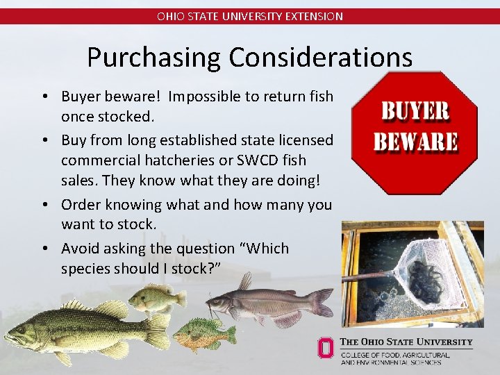 OHIO STATE UNIVERSITY EXTENSION Purchasing Considerations • Buyer beware! Impossible to return fish once