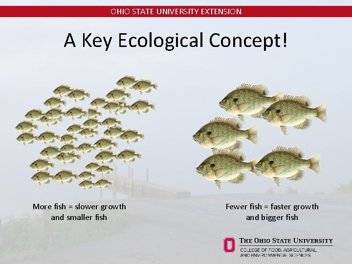 OHIO STATE UNIVERSITY EXTENSION A Key Ecological Concept! More fish = slower growth and