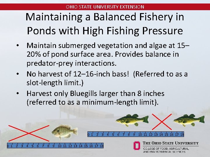 OHIO STATE UNIVERSITY EXTENSION Maintaining a Balanced Fishery in Ponds with High Fishing Pressure