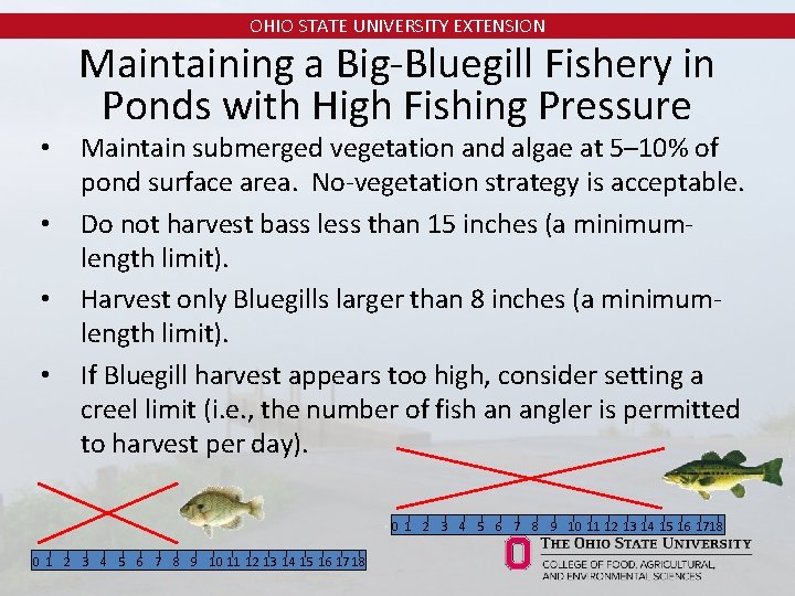 OHIO STATE UNIVERSITY EXTENSION • • Maintaining a Big-Bluegill Fishery in Ponds with High