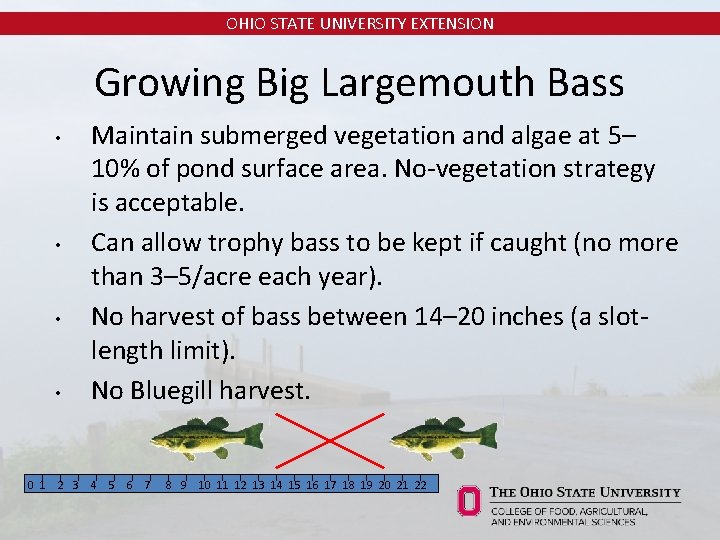 OHIO STATE UNIVERSITY EXTENSION Growing Big Largemouth Bass • • Maintain submerged vegetation and