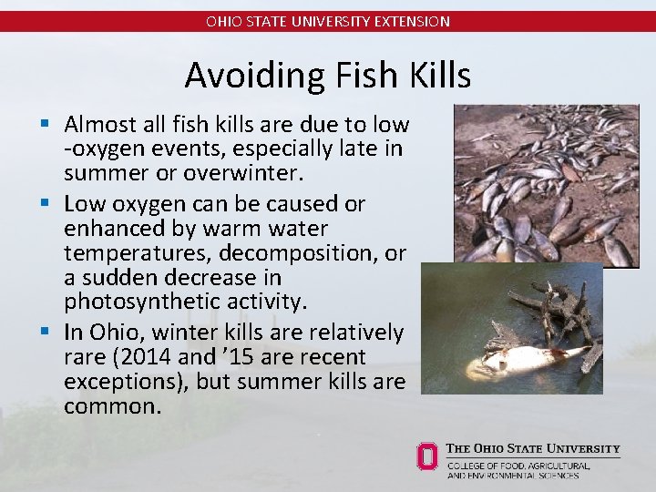 OHIO STATE UNIVERSITY EXTENSION Avoiding Fish Kills § Almost all fish kills are due