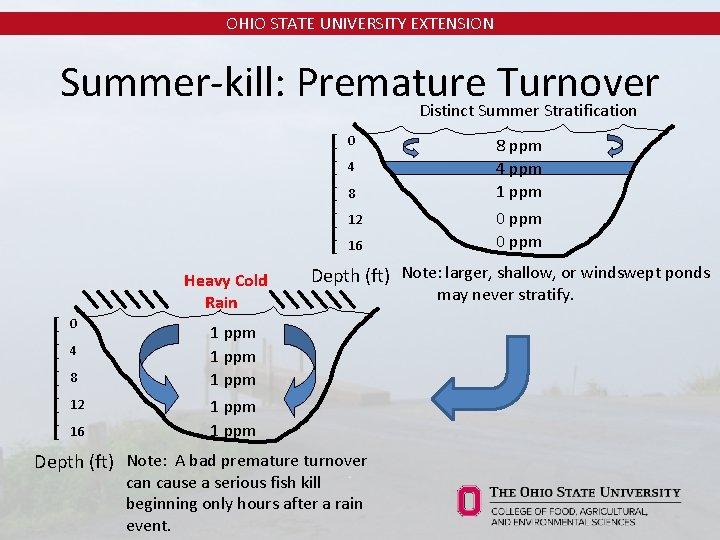 OHIO STATE UNIVERSITY EXTENSION Summer-kill: Premature Turnover Distinct Summer Stratification 0 4 8 12