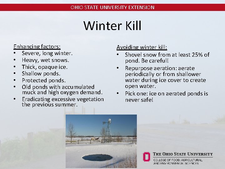 OHIO STATE UNIVERSITY EXTENSION Winter Kill Enhancing factors: • Severe, long winter. • Heavy,