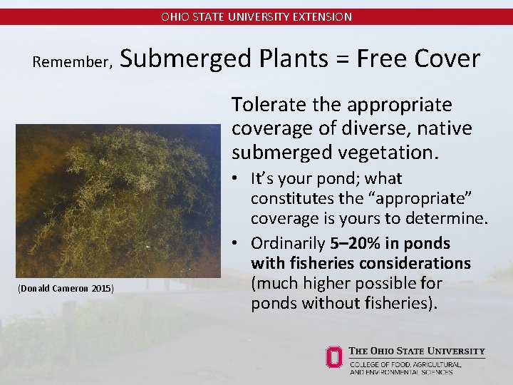 OHIO STATE UNIVERSITY EXTENSION Remember, Submerged Plants = Free Cover Tolerate the appropriate coverage