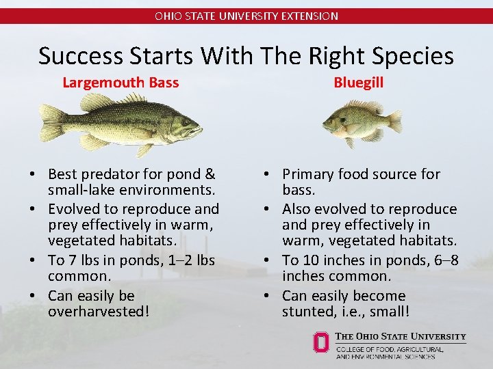 OHIO STATE UNIVERSITY EXTENSION Success Starts With The Right Species Largemouth Bass Bluegill •