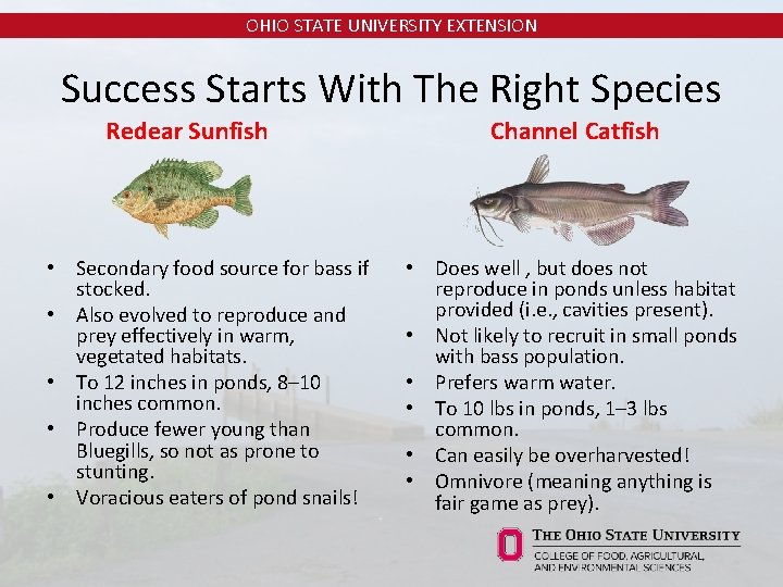 OHIO STATE UNIVERSITY EXTENSION Success Starts With The Right Species Redear Sunfish • Secondary