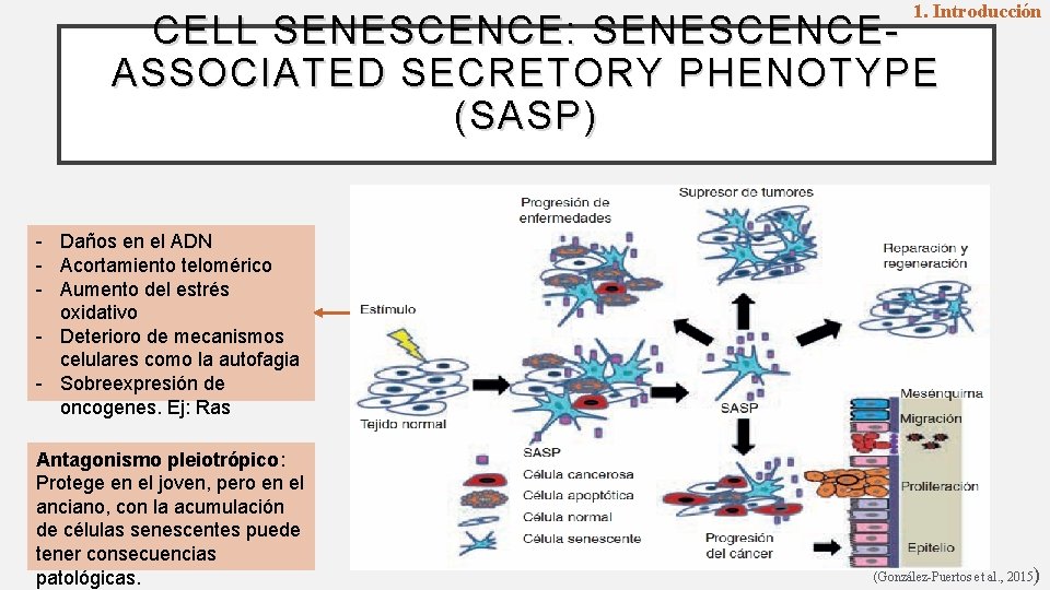 1. Introducción CELL SENESCENCE: SENESCENCEASSOCIATED SECRETORY PHENOTYPE (SASP) - Daños en el ADN -