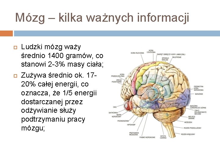 Mózg – kilka ważnych informacji Ludzki mózg waży średnio 1400 gramów, co stanowi 2