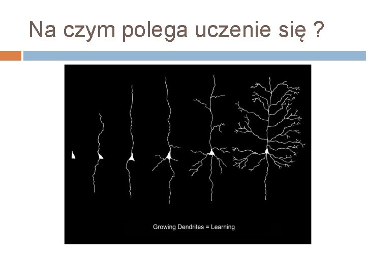 Na czym polega uczenie się ? 