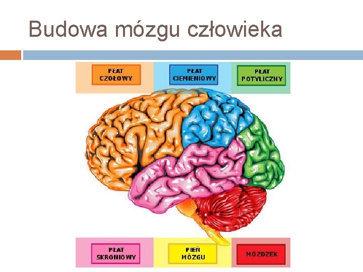 Budowa mózgu człowieka 