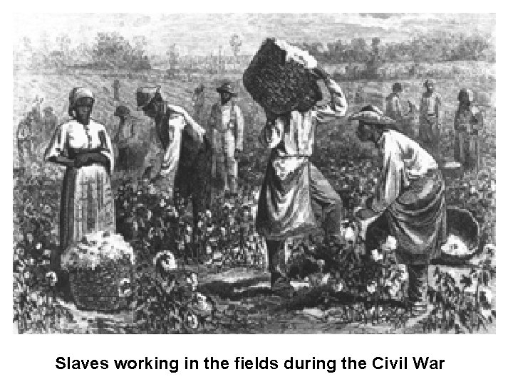 Slaves working in the fields during the Civil War 