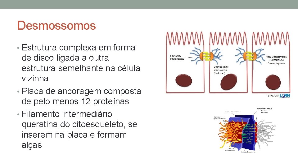 Desmossomos • Estrutura complexa em forma de disco ligada a outra estrutura semelhante na Desmossomos • Estrutura complexa em forma de disco ligada a outra estrutura semelhante na