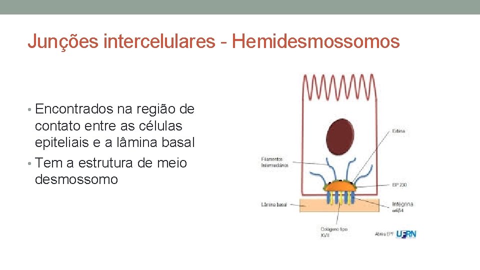 Junções intercelulares - Hemidesmossomos • Encontrados na região de contato entre as células epiteliais Junções intercelulares - Hemidesmossomos • Encontrados na região de contato entre as células epiteliais