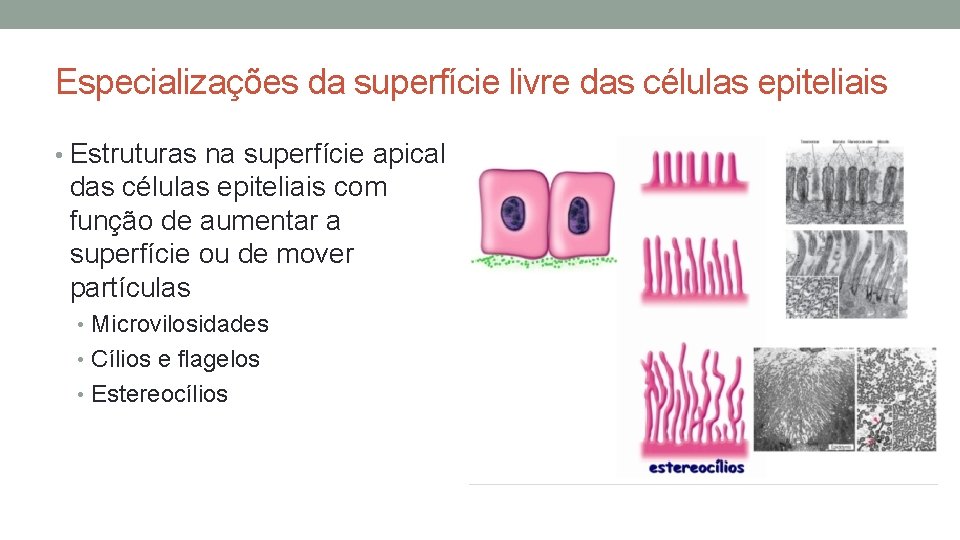 Especializações da superfície livre das células epiteliais • Estruturas na superfície apical das células Especializações da superfície livre das células epiteliais • Estruturas na superfície apical das células