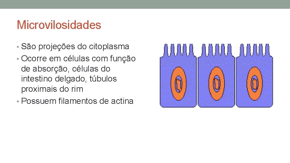 Microvilosidades • São projeções do citoplasma • Ocorre em células com função de absorção, Microvilosidades • São projeções do citoplasma • Ocorre em células com função de absorção,
