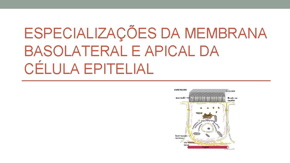 ESPECIALIZAÇÕES DA MEMBRANA BASOLATERAL E APICAL DA CÉLULA EPITELIAL ESPECIALIZAÇÕES DA MEMBRANA BASOLATERAL E APICAL DA CÉLULA EPITELIAL